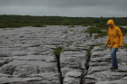 Sheshymore Limestone pavement exposes shallow water carbonates of the Brigantian, Slievenaglasha Formation. These classic kharstified exposures of tabular blocks of limestone pavement, Clints, are cut by vertical fractures, Grikes, which were widened by post glacial disolution (McNamara, & Hennessy, 2010). Fractures were intially established during Variscan folding (Coller, 1984).